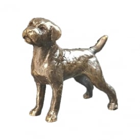 Miniature Bronze Border Terrier