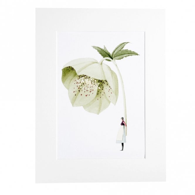 Laura Stoddart Hellebore Mounted A4 Print