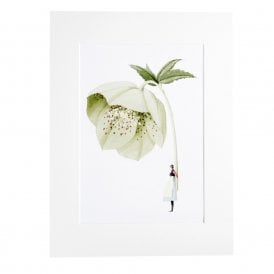 Hellebore Mounted A4 Print