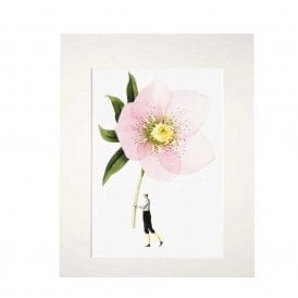 In Bloom Pink Hellebore Mounted A4 Print