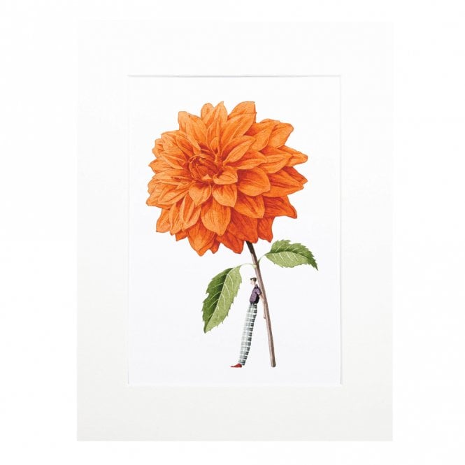 Laura Stoddart Orange Dahlia Mounted A4 Print