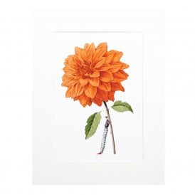 Orange Dahlia Mounted A4 Print