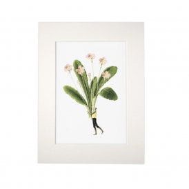 Primrose Mounted A4 Print