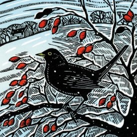 Blackbird & Berries Pack of 8 Christmas Cards
